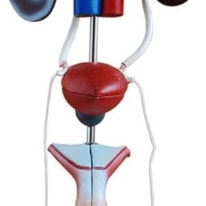 Modèle Anatomique Système Urinaire Homme - Éducatif